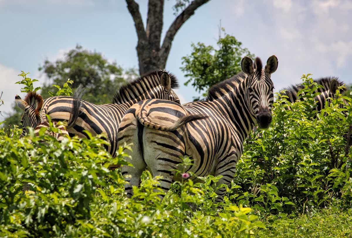 Chobe National Park.
