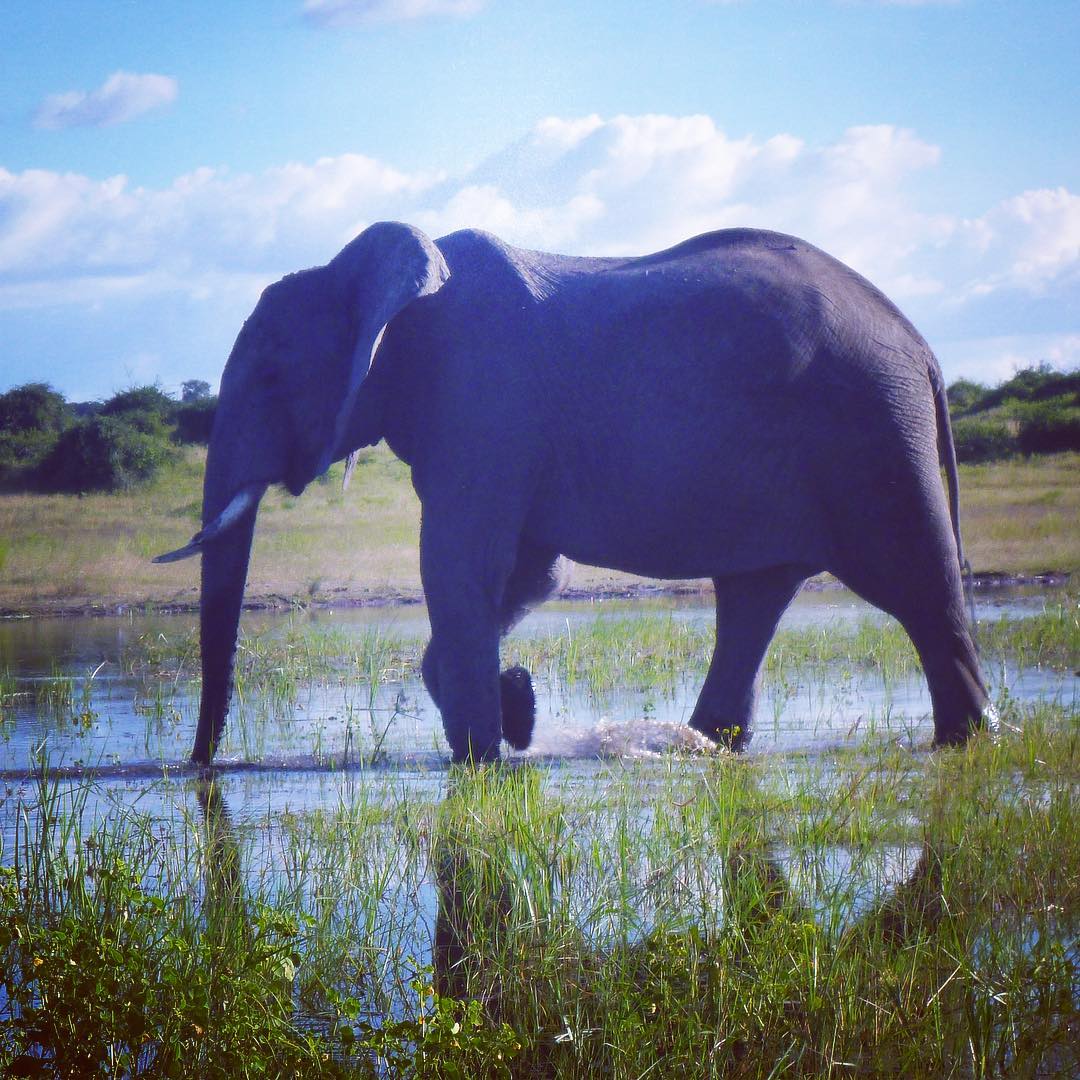 On board the Zambezi Queen and all these animals are just chillin' while we float on by. 